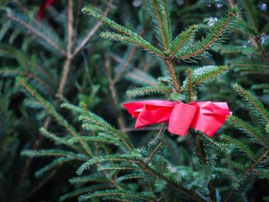 Европа може да остане без елхи за Коледа