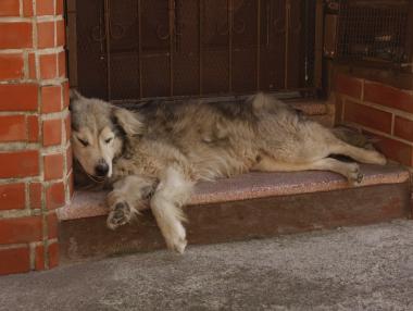 Отбелязваме Световния ден на мързела