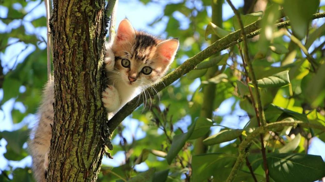 Гръцки остров търси кой да се грижи за 55 котки