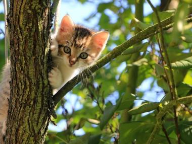 Гръцки остров търси кой да се грижи за 55 котки