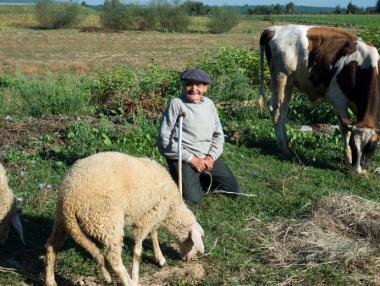 Започна изплащането на минималните субсидии за овцевъди и козевъди