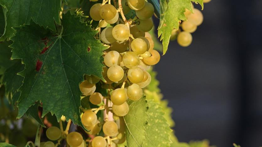 Българските лозари очакват критично ниски добиви на грозде