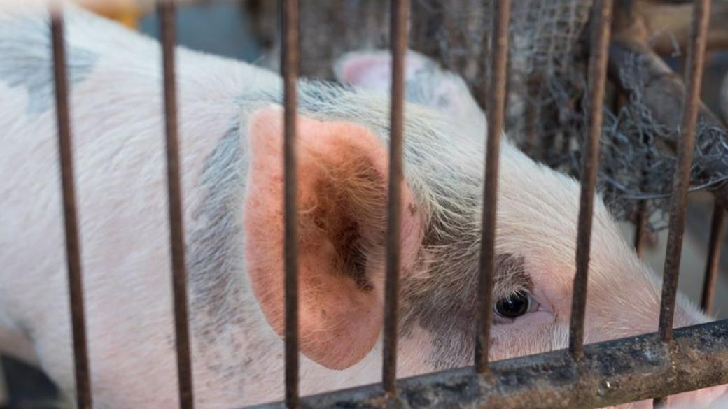 Русия спря вноса на свине и свинско от България