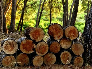 Прокуратурата арестува горски шефове в София и Своге