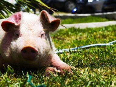 Собствениците на убитите заради чумата прасета ще получат по 70 лв.