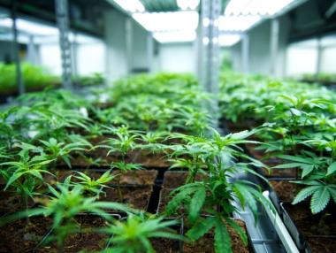 Бизнесът с канабис има нов лидер