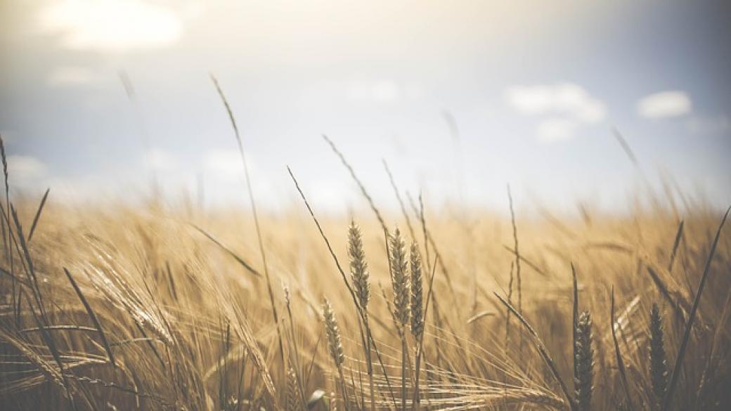 Зърнопроизводители: Цената на пшеницата бавно ще расте