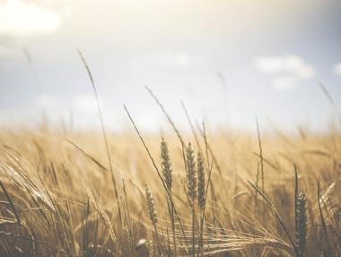 Зърнопроизводители: Цената на пшеницата бавно ще расте
