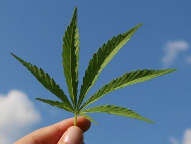 Производителят на Marlboro преговаря да купи дял от канадска фирма за канабис