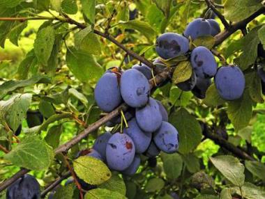 ДФЗ ще приема заявления за борба с вредителите от 15 октомври