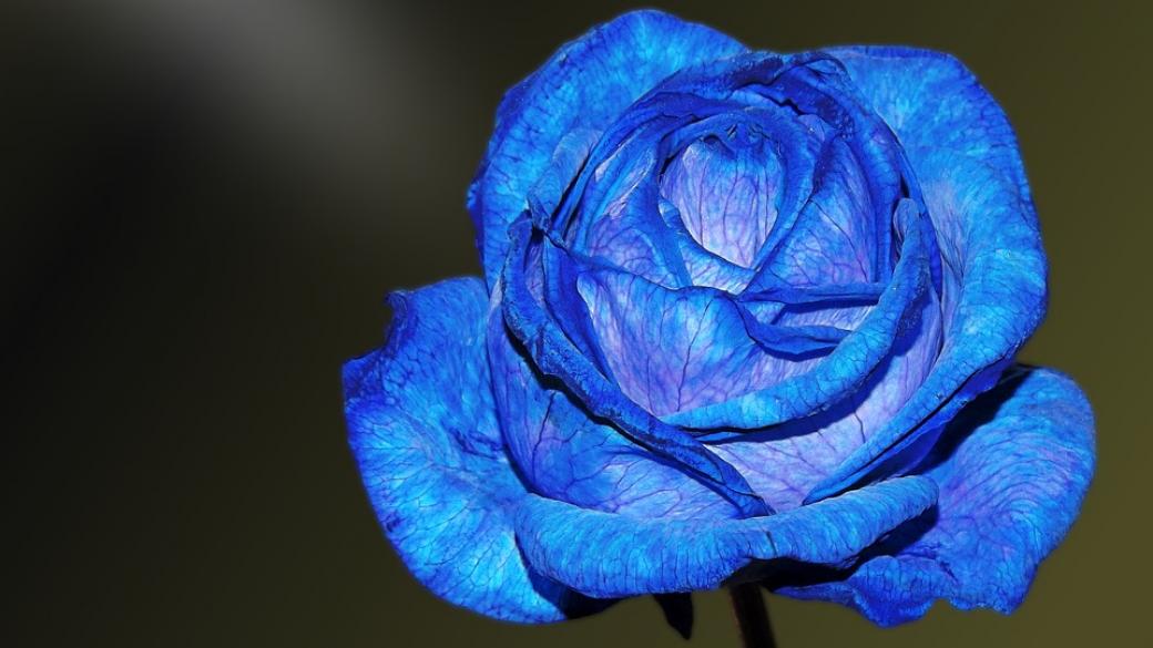 Китайски учени създадоха истинска синя роза