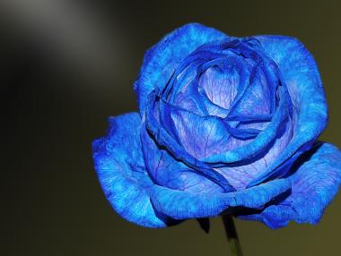 Китайски учени създадоха истинска синя роза