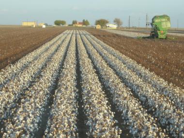 Известното „бяло злато“ на Египет е на път да се възроди