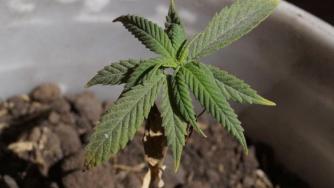 Карта на легалната марихуана в САЩ