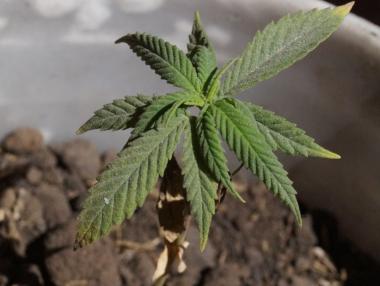 Карта на легалната марихуана в САЩ