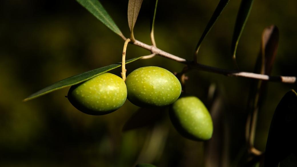 Индийската маслина - суперхраната на века