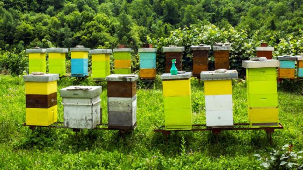 Приемът по пчеларските програми започва на 12 ноември