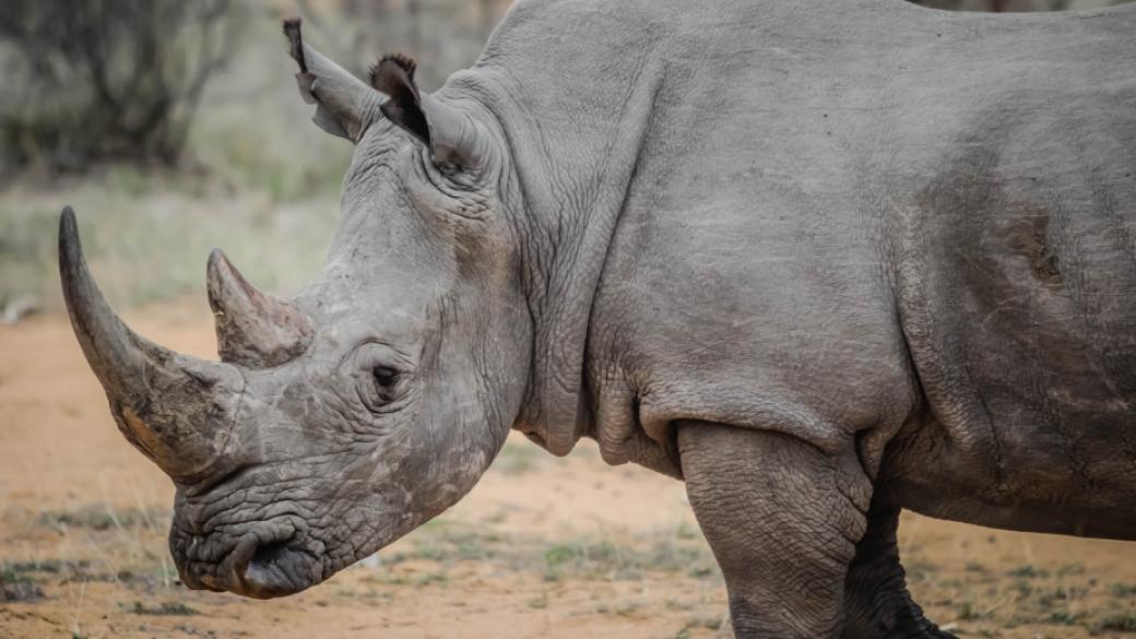 Китай вдига забраната за търговия с кости на тигри и носорози