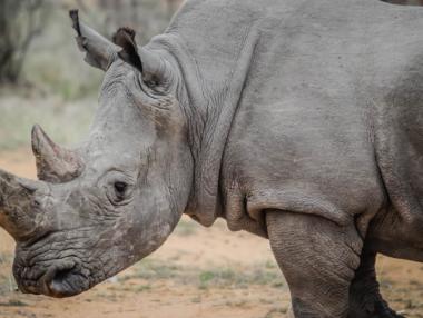 Китай вдига забраната за търговия с кости на тигри и носорози