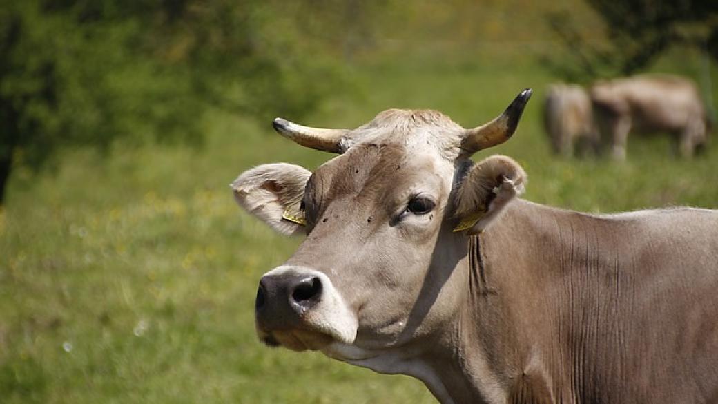 ДФЗ преведе 19 млн. лв. на животновъдите