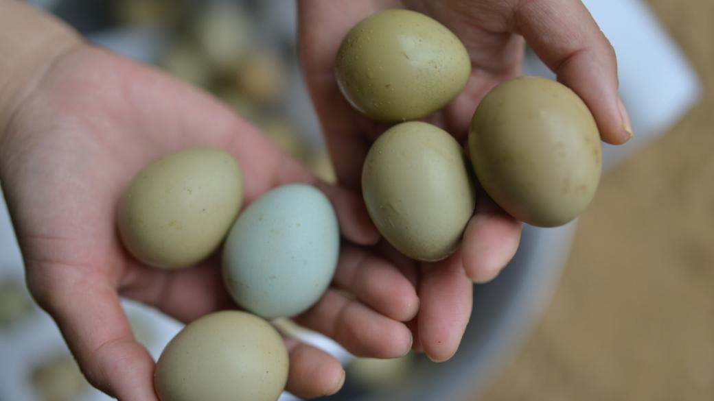 В Германия ще се продават „етично отгледани яйца“