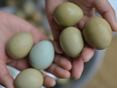 В Германия ще се продават „етично отгледани яйца“