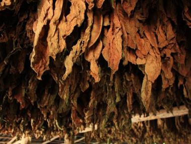 Производството на тютюн е 20% по-малко тази година