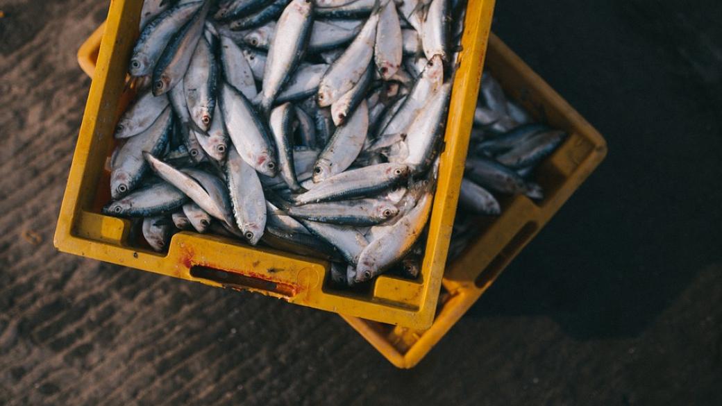 WWF: Южното полукълбо е застрашено от недостиг на риба