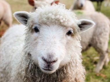 Животновъдите получиха над 4.3 млн. лв. обвързано подпомагане