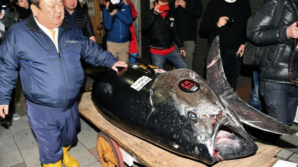 Най-скъпата риба бе продадена за 3.1 млн. долара в Токио