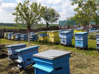 От 4 февруари започват плащанията за пчеларите по помощта de minimis