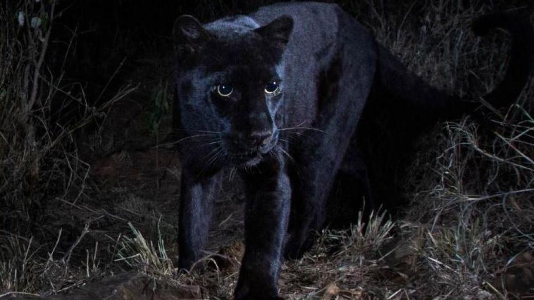 Учени заснеха африканска черна пантера за първи път от 110 години