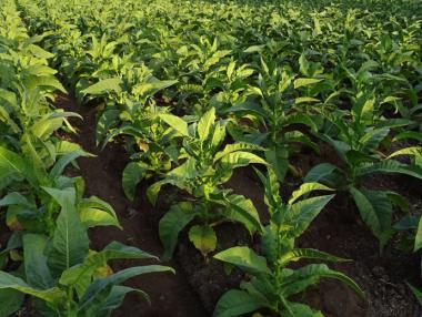 Тютюнопроизводители ще блокират пътя Шумен-Силистра