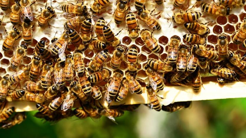 10 любопитни факта за пчелите