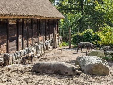 Близо 3 млн. евро ще ни плати ЕС за справяне с чумата