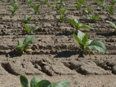 Производството на тютюн спадна с близо 50% за година