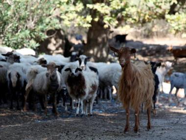 Десетки хиляди кози унищожават цял гръцки остров