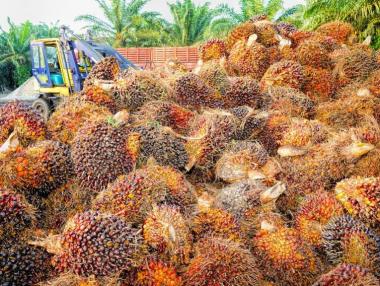 Индонезия заведе дело срещу ЕС заради палмовото масло
