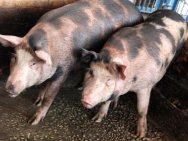 БАБХ откри ново огнище на Африканска чума край Шумен