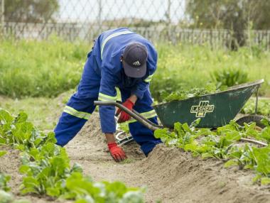Източноевропейците вече се завръщат като берачи на Острова