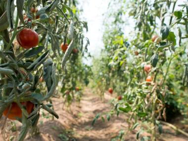 The Bio Market Relies on Trust and Personal Approach