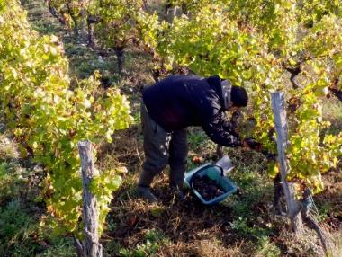 Карантината за българи и румънци може да съсипе земеделието в Италия