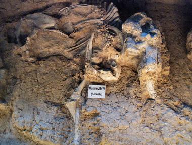 „Газпром“ вместо гориво откри останки от мамут