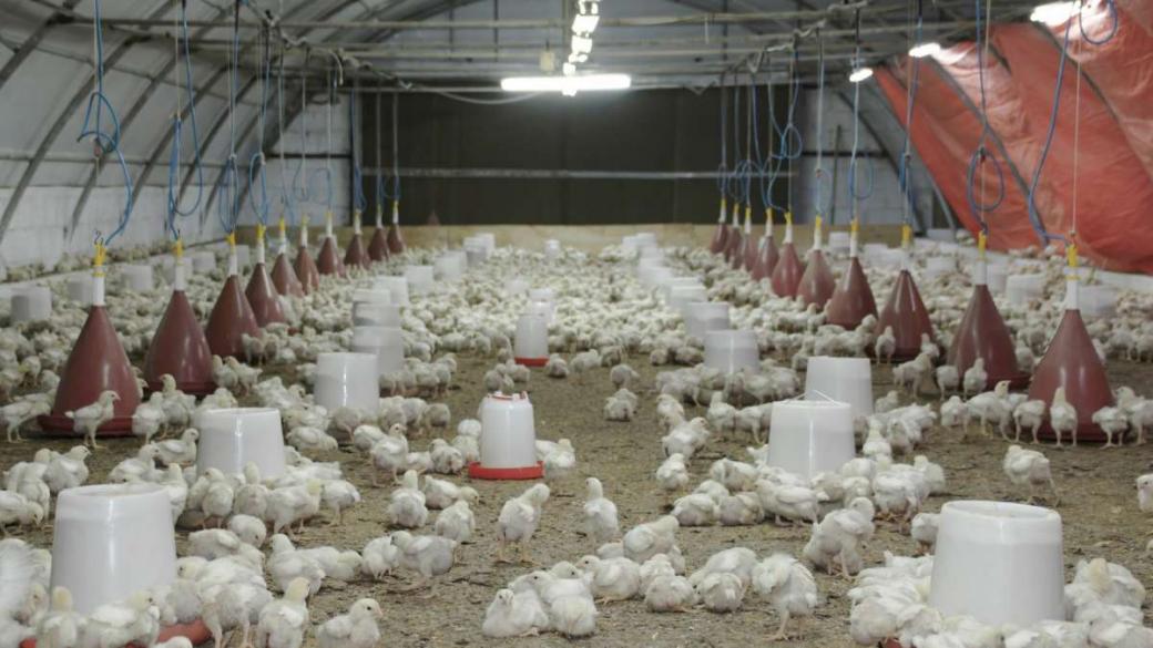 Резолюцията за ограничаване на животинските антибиотици е лобистка
