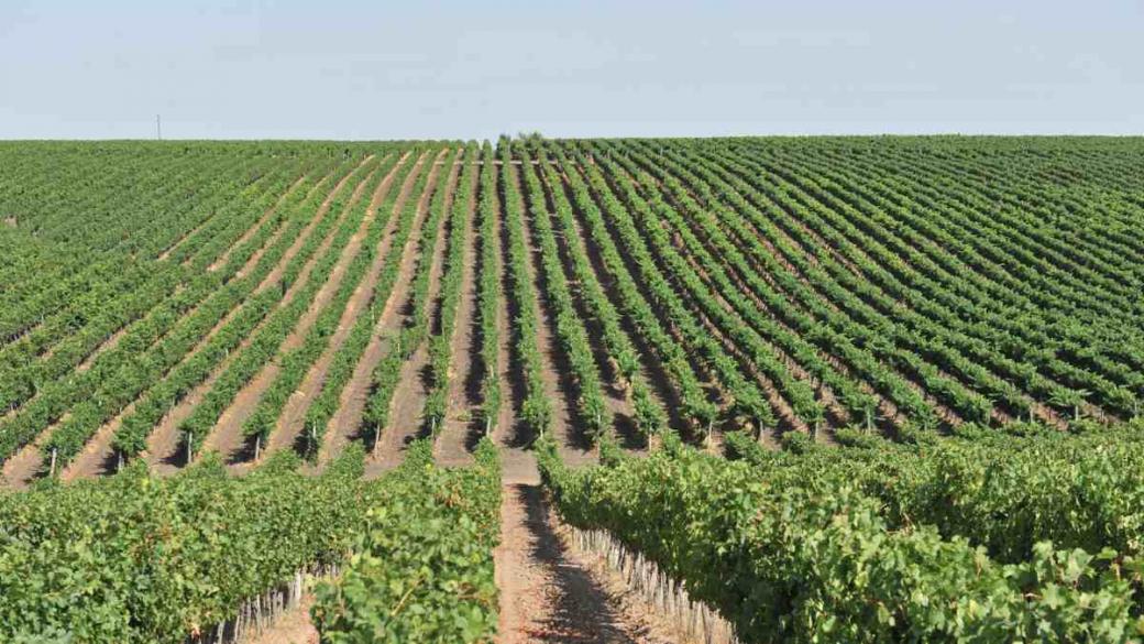 New Bloom Winery инвестира в още 2000 дка лозя