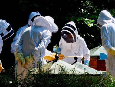 Синдромът на празния кошер поставя пред фалит пчеларите в България