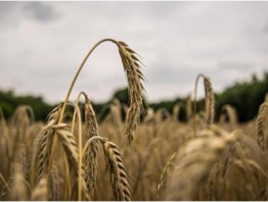 Пазарът на зърно се стабилизира