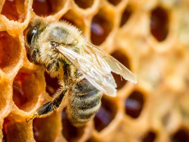 Бизнес по мед и...жило