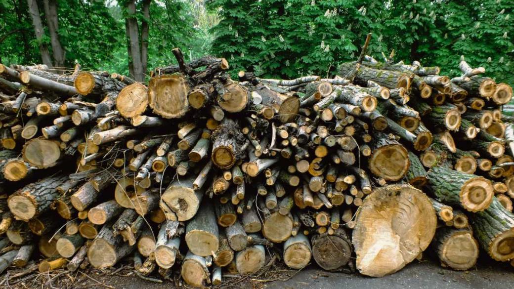 Високите цени на дървесината са непосилни за индустрията