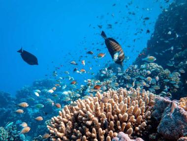 ООН с историческо споразумение за защита на океаните